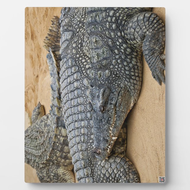 Placa Expositora Cocodrilos (Frente)