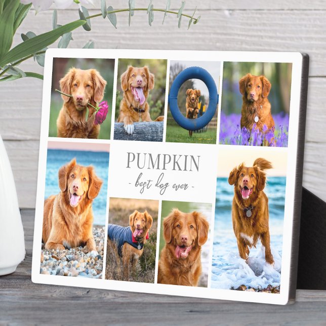 Placa Expositora Colaje de Fotos de Mascotas de Perros Simpáticos (Simple Dog Pet Photo Collage plaque)