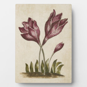 Placa Expositora Colchicum floral vintage