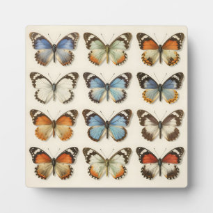 Placa Expositora Colección de Especímenes de Mariposas Antiguas