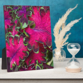 Placa Expositora Coleus Macro