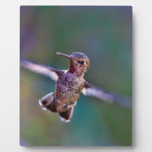 Placa Expositora Colibrí