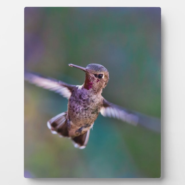 Placa Expositora Colibrí (Frente)