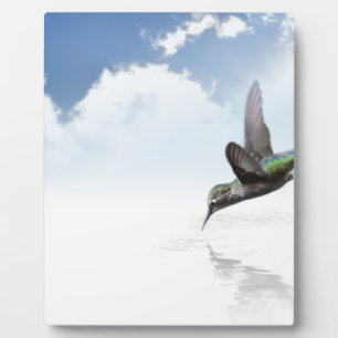 Placa Expositora Colibrí