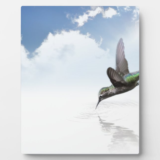 Placa Expositora Colibrí (Frente)