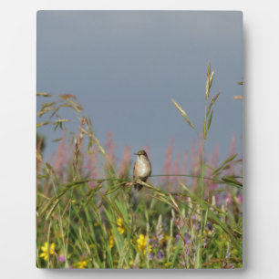 Placa Expositora Colibrí gorda