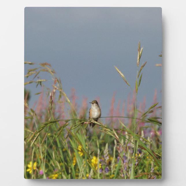 Placa Expositora Colibrí gorda (Frente)
