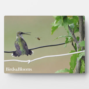 Placa Expositora Colibrí y Abeja