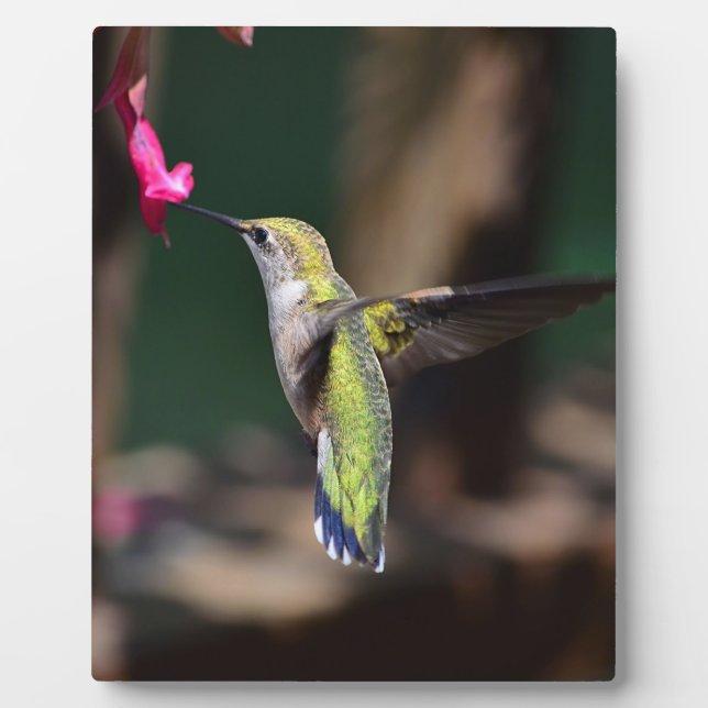 Placa Expositora Colibrí y Flor de Salvia (Frente)
