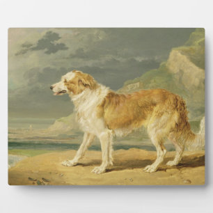 Placa Expositora Collie con recubrimiento duro, 1809 (aceite a bord