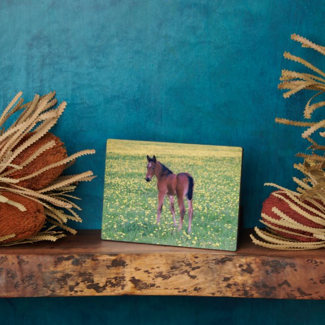 Placa Expositora Colt in Dandelion Field (Lado)