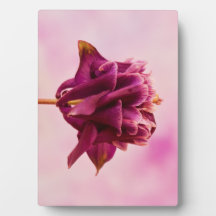 Columbina rosa de Borgoña