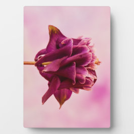 Placa Expositora Columbina rosa de Borgoña