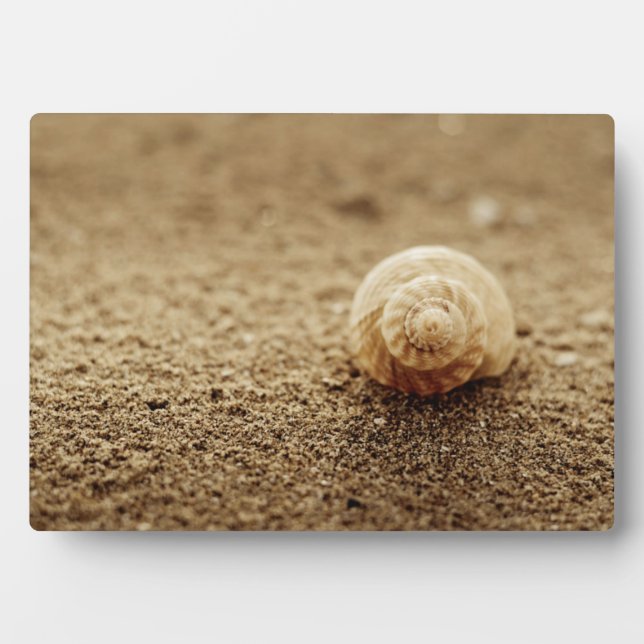 Placa Expositora Common Whelk | Bahía Botánica (Frente)