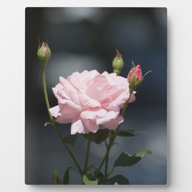 Placa Expositora Como un Rosa (Frente)