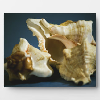 Placa Expositora Conch 3335 Plaque