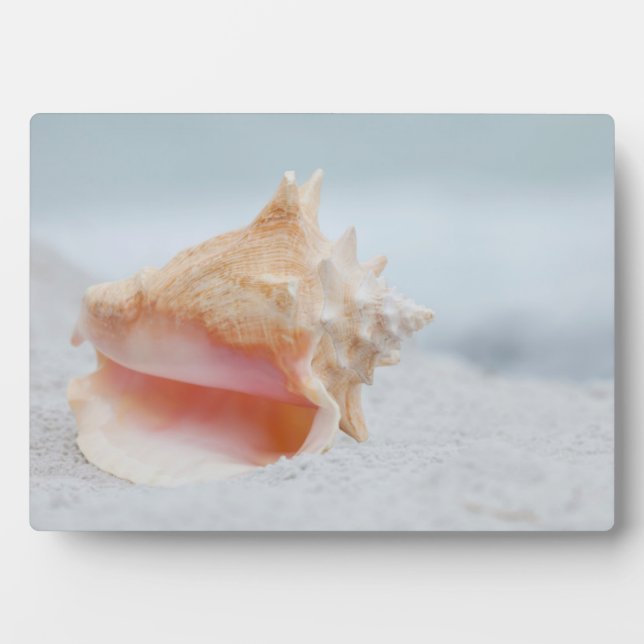 Placa Expositora Conch Shell (Frente)