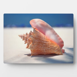Placa Expositora Conch Shell En La Playa 2
