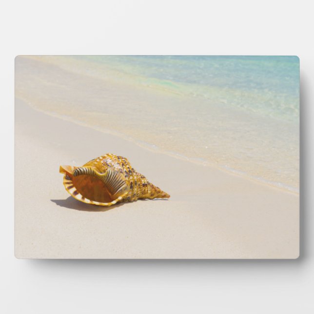 Placa Expositora Conch Shell En La Playa 3 (Frente)