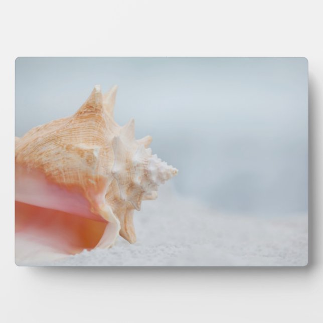 Placa Expositora Conch Shell | Florida (Frente)