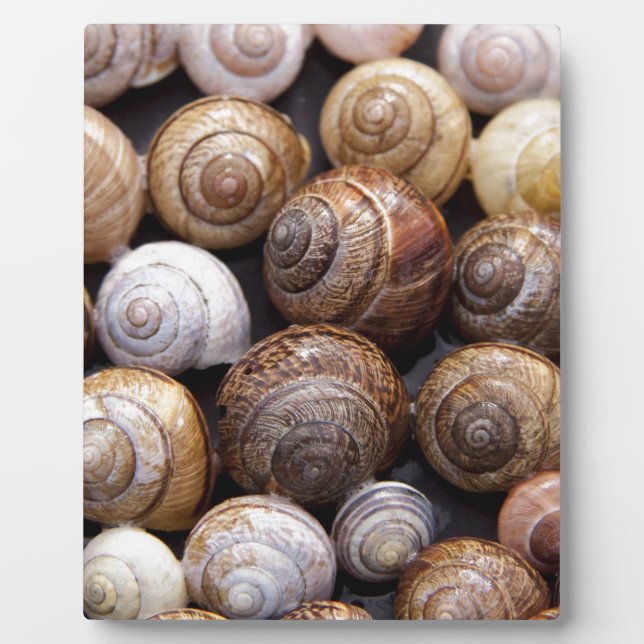 Placa Expositora Conchas de caracol (Frente)