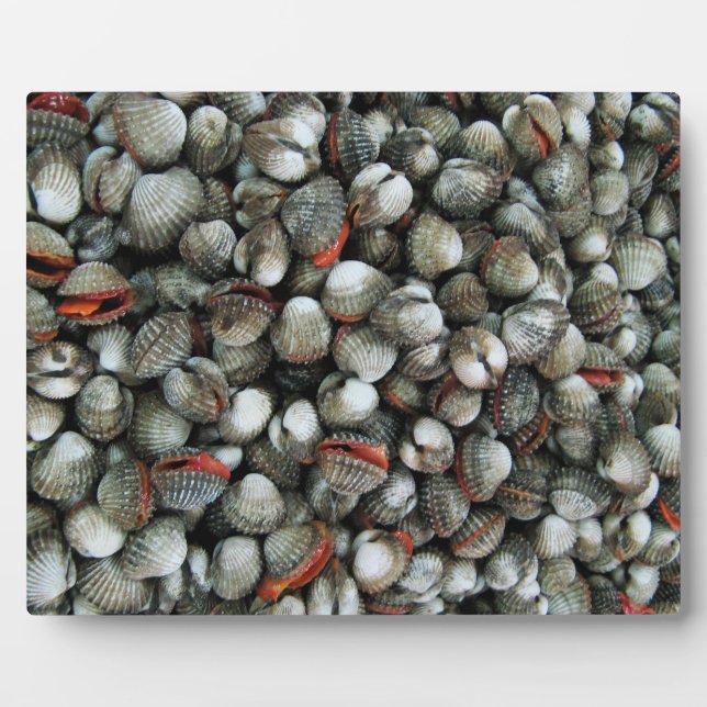 Placa Expositora Conchas de cucarachas de sangre (Frente)