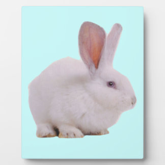 Placa Expositora Conejo Kawaii Lindo