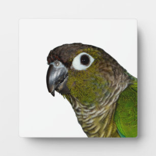 Placa Expositora Conure verde barato