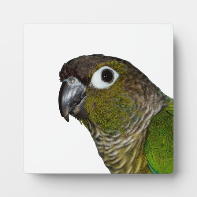 Placa Expositora Conure verde barato (Frente)
