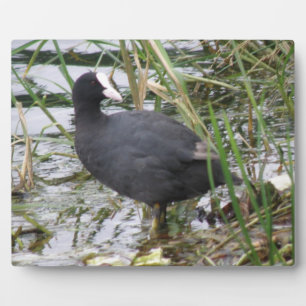 Placa Expositora Coot en la llanura de Riverbank