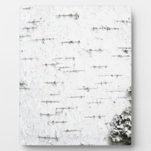 Placa Expositora Corteza de Birch