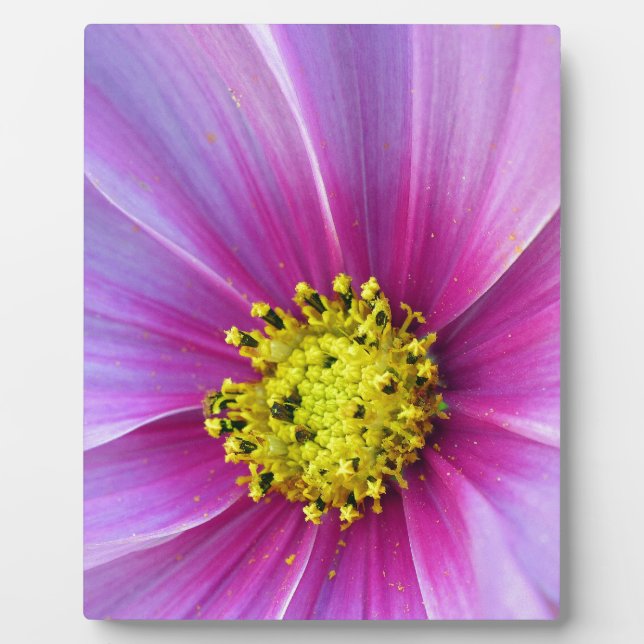 Placa Expositora Cosmos rosados (Frente)