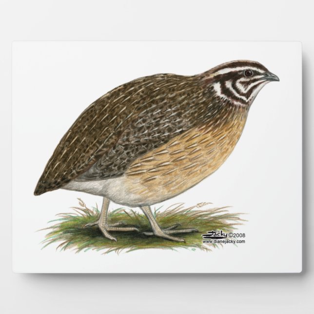 Placa Expositora Coturnix Pharaoh Quail (Frente)