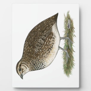 Placa Expositora Coturnix Quail Hen