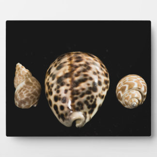 Placa Expositora Cowrie Cones 2 Plaque