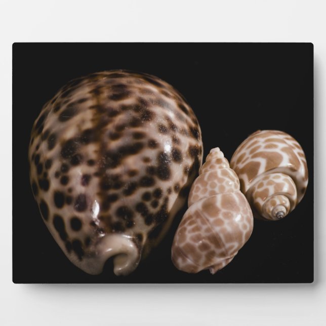 Placa Expositora Cowrie Cones Plaque (Frente)