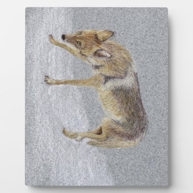 Placa Expositora Coyote (Frente)