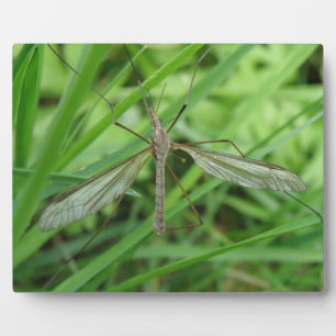 Placa Expositora Crane Fly Plaque