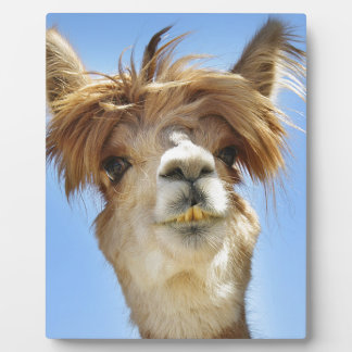 Placa Expositora Crazy Hair Alpaca