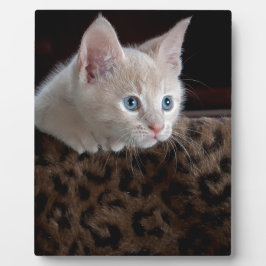Placa Expositora Criam Kitten con hermosos ojos azules