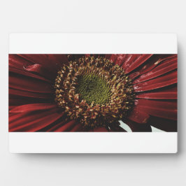 Placa Expositora Crimson Gerbera Macro