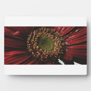 Placa Expositora Crimson Gerbera Macro