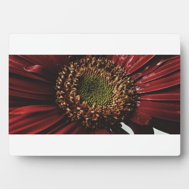 Placa Expositora Crimson Gerbera Macro (Frente)