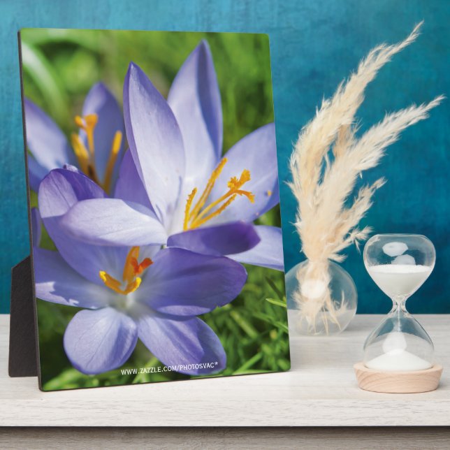 Placa Expositora Crocus (Lado)