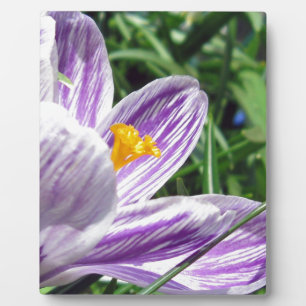 Placa Expositora Crocus violeta
