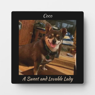 Placa Expositora Cuadrado de perro
