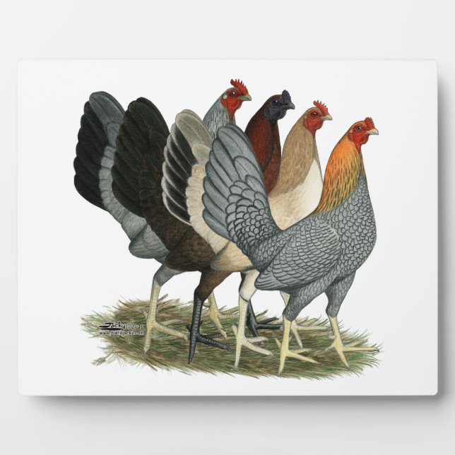 Placa Expositora Cuatro gallinas gamefowl (Frente)