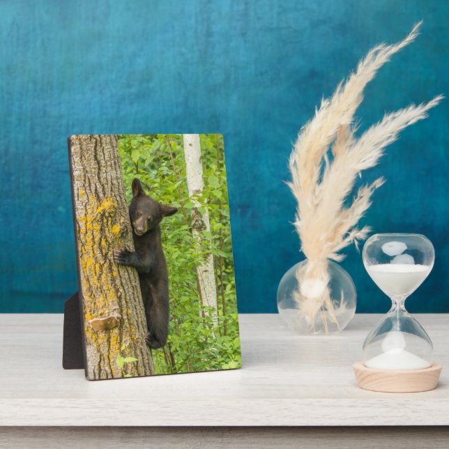 Placa Expositora Cubo de oso negro | Minnesota (Lado)