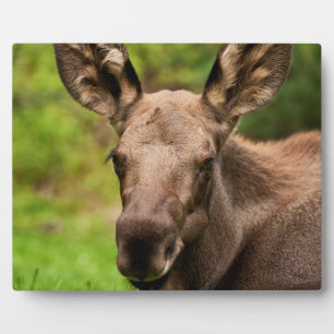 Placa Expositora Curioso Moose