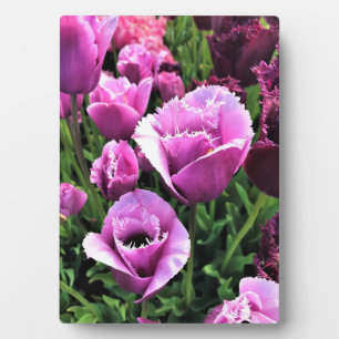 Placa Expositora Curly Sue Purple Tulips, Oregón